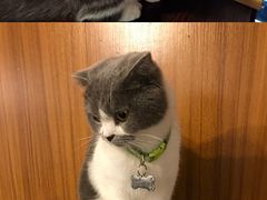 -喵园·猫主题咖啡厅·撸猫·猫咖(国贸店)