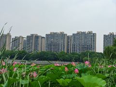 -南翔镇银翔湖公园