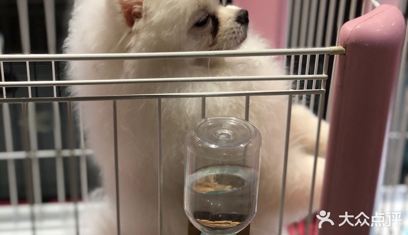 小小香宠 宠爱我们每个宝宝