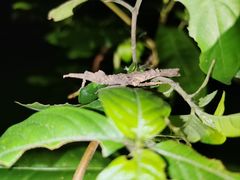 -火炉山森林公园