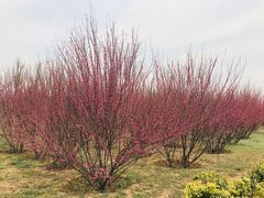 -洨河生态公园