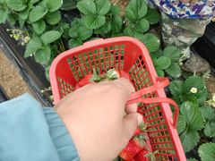 -胜丰草莓采摘园