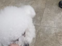 -美联众合动物医院·24h转诊中心