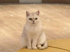 -1013 PET SHOP精品宠物商店(丁香店)