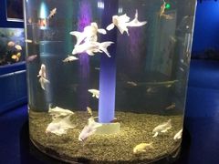 -沙沙哗啦海洋馆(华宇百花谷店)