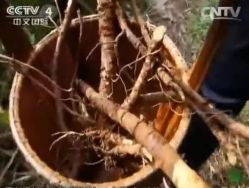 -姜美堂·蒸姜除湿の纤体美颜馆