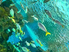 -上海海洋水族馆