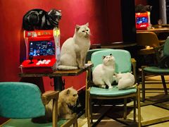 大堂-猫色咖啡·猫咖
