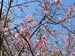 -天适樱花悠乐园