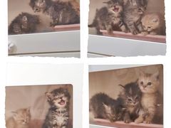 -楼上猫咖(罗湖店)