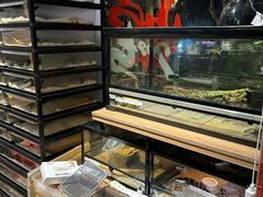-酷以爬仙阁实体爬宠店·守宫·蜥蜴·专业繁育