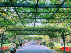 -东平国家森林公园