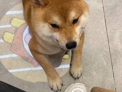 -柴犬小屋·柴餐厅·狗咖食堂(金鼎广场店)