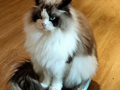 -滚猫咖啡·猫咖·猫友好撸猫(未来城店)