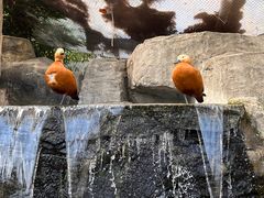 -上海野生动物园