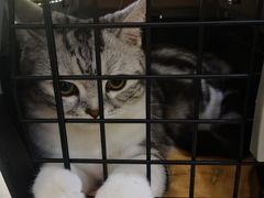 -美联众合动物医院·24h转诊中心