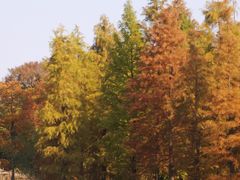-贡湖湾湿地公园