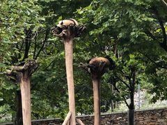 -卧龙中华大熊猫苑神树坪基地