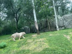 -北京野生动物园