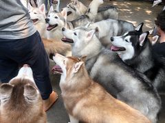 -TrueLove @ Neverland (Husky Cafe)