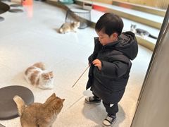 -飞行喵MR PILOT|猫舍·猫咖(静安大融城店)