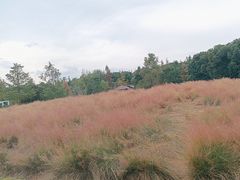 -同里国家湿地公园