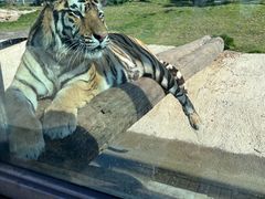 -西霞口神雕山野生动物世界