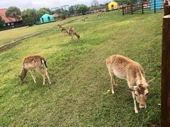 -苏州太湖西山岛开心农场