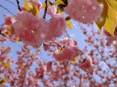 -高东镇樱花园