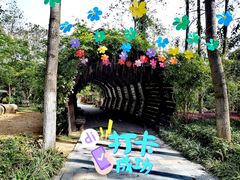 -合肥滨湖国家森林公园