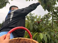 -白鹿原樱桃园