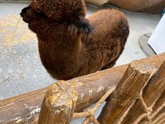 -杭州开元森泊度假乐园