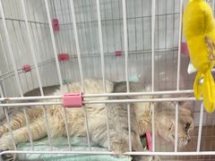 -暖阳宠物医院·犬猫康复中心·骨科