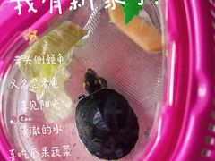 -花鸟鱼虫鲜花绿植市场(玉泉路店)