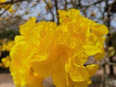 -天适樱花悠乐园