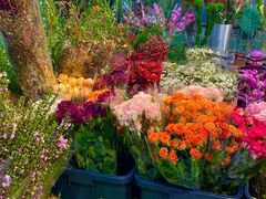 -溪岸路花鸟市场