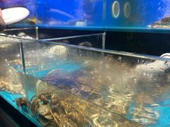 -苏格里岛自助烤肉海鲜火锅(成都金牛万达店)