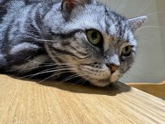 -藏猫猫咖啡主题馆(中央大道店)