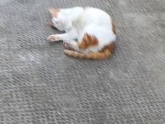 -浙江越秀外国语学院