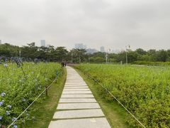 -深圳湾公园(南山区)