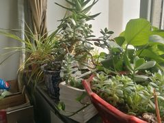 -橘子洲头湘菜馆