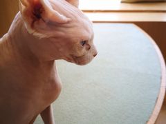 -CAT’S MEWSTAR CAFE·喵星球猫屋(晴湾咖啡店)