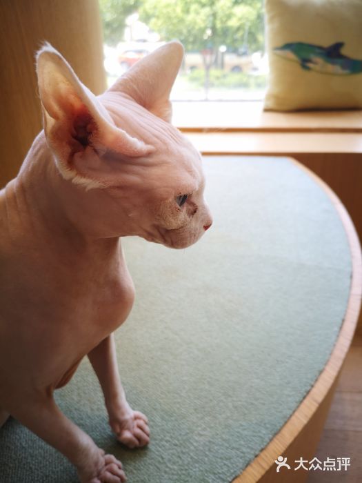 CAT’S MEWSTAR CAFE·喵星球猫屋(晴湾咖啡店)图片