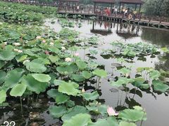 -荷塘月色湿地公园·向阳花洲