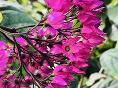 -呀路古热带植物园