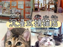 -三花喵·撸猫购宠·宠物生活馆(虹桥南丰城店)