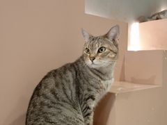 -猫儿山۰猫主题餐厅
