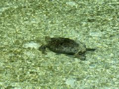 -卡帕莱度假村(西巴丹岛)