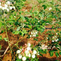 -蓝呗呗蓝莓草莓采摘园(通州区马驹桥店)