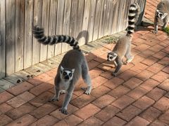 -泉州海丝野生动物世界